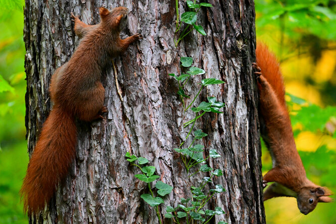Zwei Eichhörnchen haben sich an der Rinde eines Baum festgekrallt.