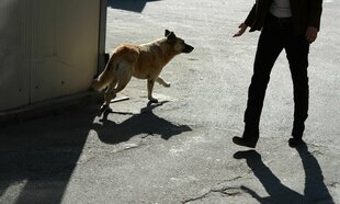 Ein Hund auf der Straße, dem ein Mann eine Hand entgegen streckt