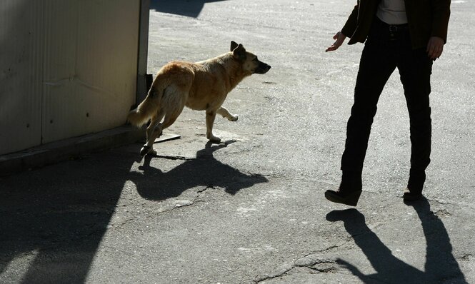 Ein Hund auf der Straße, dem ein Mann eine Hand entgegen streckt