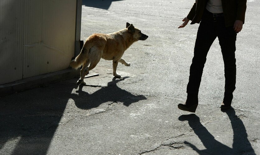 Ein Hund auf der Straße, dem ein Mann eine Hand entgegen streckt