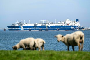 LNG-Terminalschiff, im Vordergrund Schafe.
