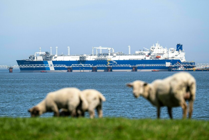LNG-Terminalschiff, im Vordergrund Schafe.