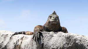 Meerechse auf Felsen