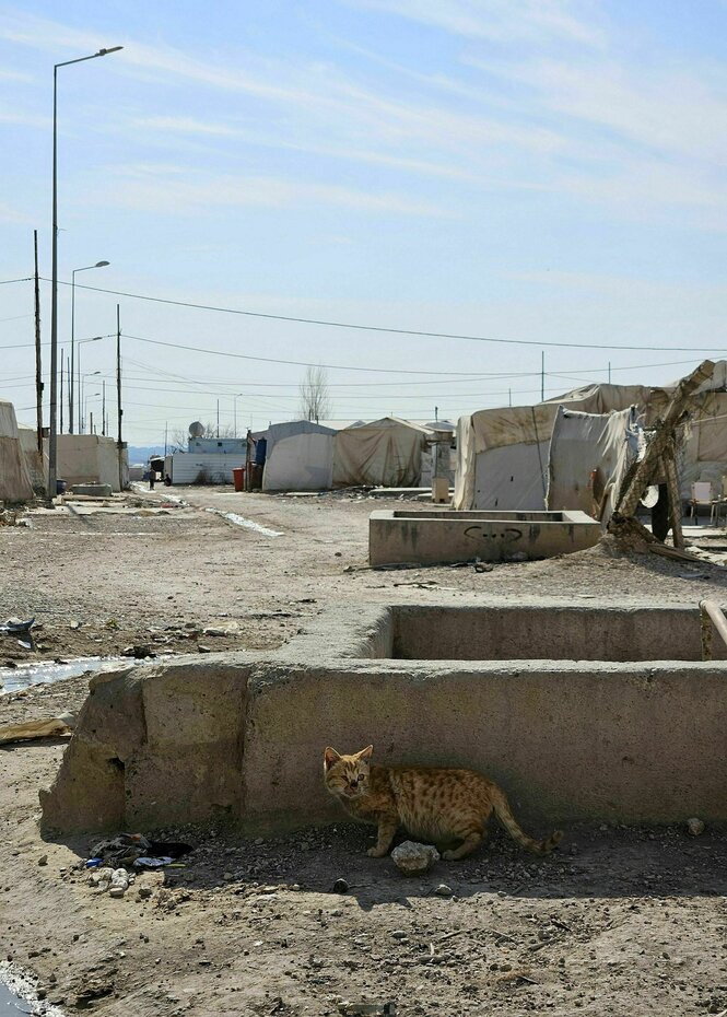 Eine Katze steht im Schatten eines Gemäuers auf einem staubigen Weg, am Wegesrand stehen einfache Zelte