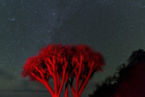 Ein Drachenbaum in einer nächtlichen Szenerie. Am Himmel sieht man viele Sterne