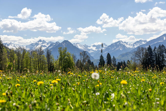 Die Sonne scheint bei blauem Himmel und wenigen Wolken auf die Allgäuer Alpen