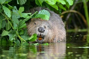 Ein Biber steht im Wasser und frisst Erlenzweige
