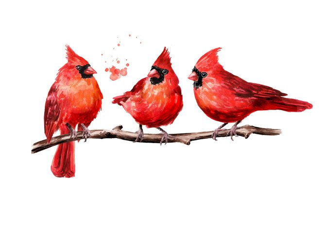 Illustration dreier Kardinalsvögel