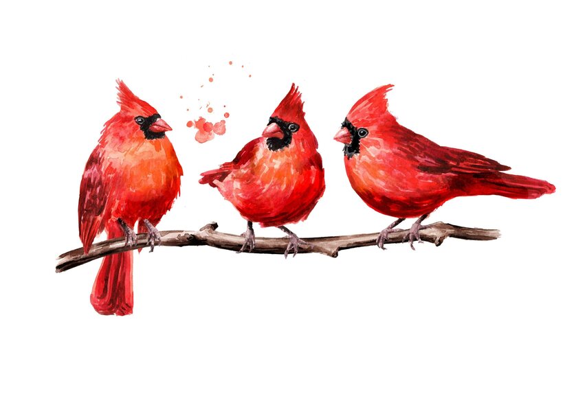 Illustration dreier Kardinalsvögel