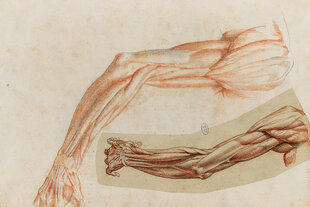 Anatomische Studie eines Armes