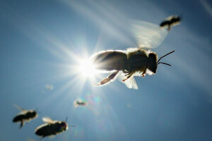 Das Foto zeigt fliegende Bienen in einer Gegenlichtaufnahme