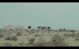 Pferde laufen am Horizont einer Steppenlandschaft