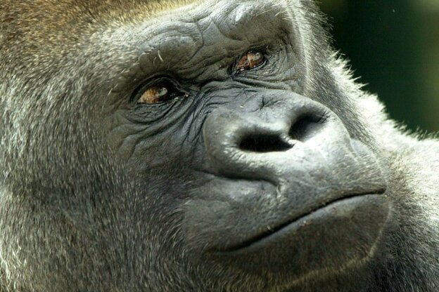 Nahaufnahme eines Silberrücken Gorillas