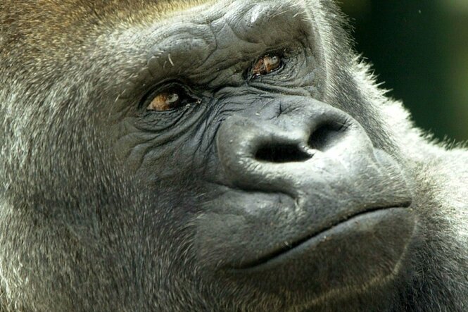 Nahaufnahme eines Silberrücken Gorillas