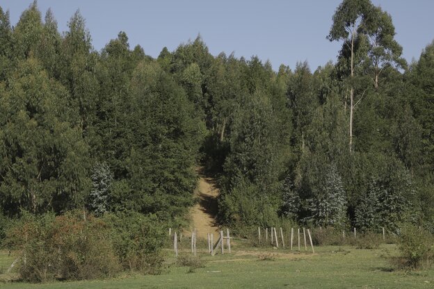 Ein Waldweg führt einen Berg hoch
