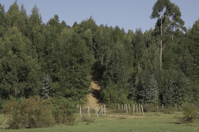 Ein Waldweg führt einen Berg hoch