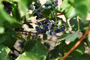 Weinreben