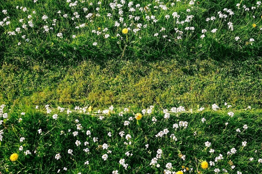 Eine blühende Wiese, ein Streifen ist schon gemäht