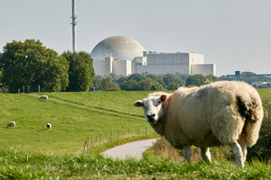 Schaf vor AKW Brokdorf