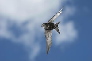 Ein Vogel fliegt am Himmel