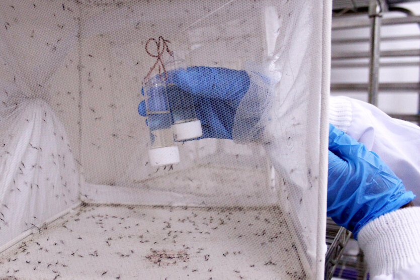 Mit Handschuhen geschützte Hände greifen in eine Laborbox mit Mücken.