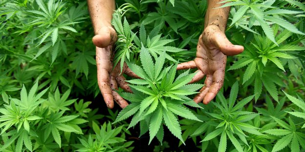 Hände weisen auf eine Cannabispflanze