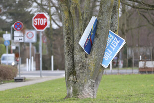 Wahlplakate der AfD wurden zwischen Baumstämme gesteckt