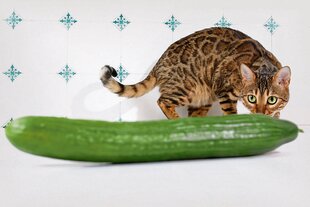 Eine Gurke liegt auf einer Anrichte. Dahinter ist eine Katze und beäugt die Gurke angespannt.