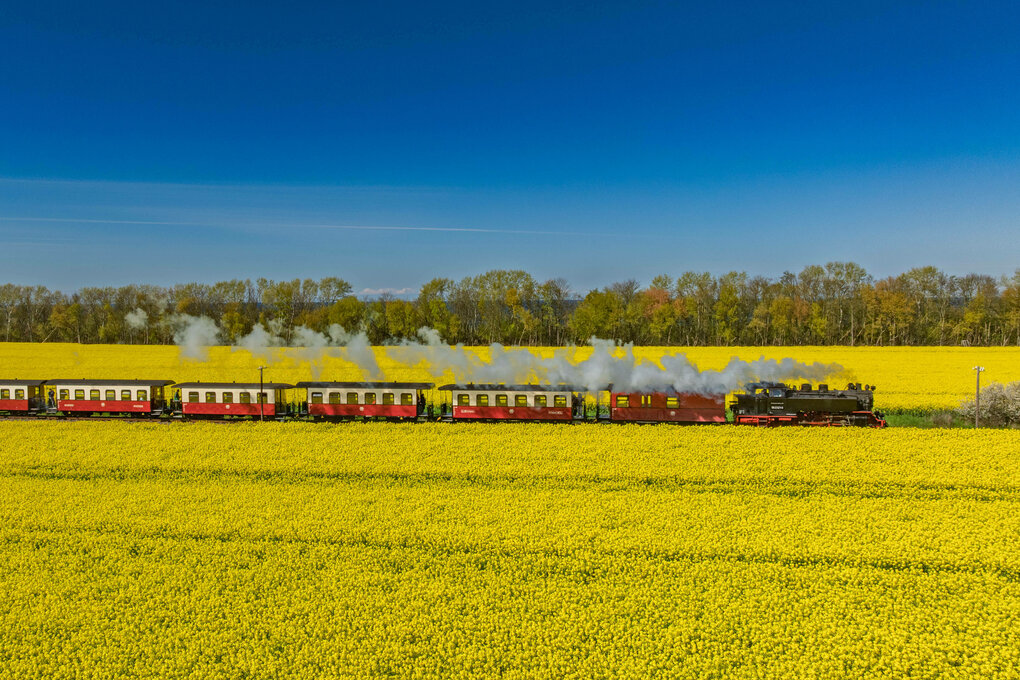Eine Dampflokomotive zieht eine Bahn zwischen gelben Rapsfeldern und unter blauem Himmel