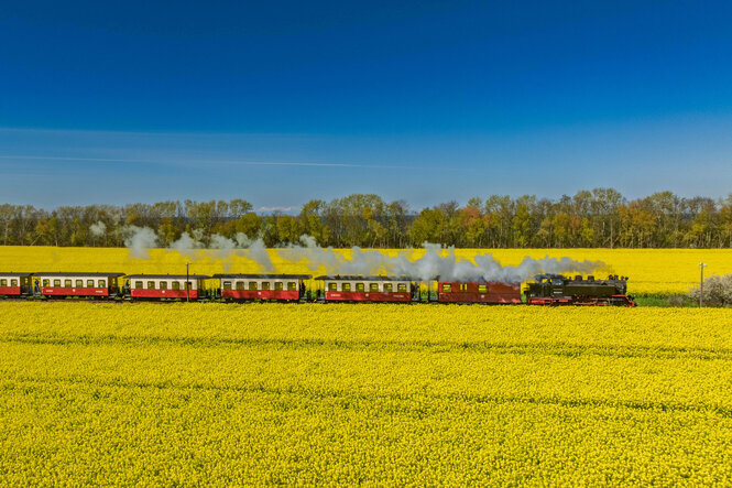 Eine Dampflokomotive zieht eine Bahn zwischen gelben Rapsfeldern und unter blauem Himmel