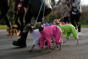 Angezogene Hunde laufen auf einem Weg