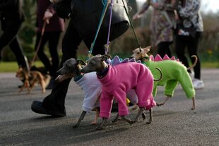 Angezogene Hunde laufen auf einem Weg