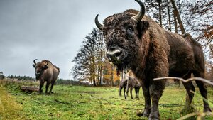 Wisente stehen auf einer grünen Wiese