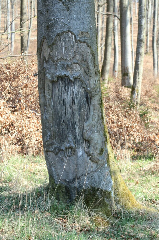 Schadensspuren in einem Baumstamm