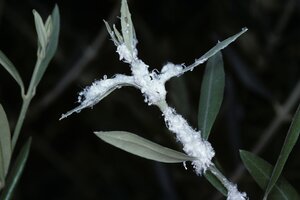 Weißer Flaum auf den Ästen eines Olivenbaums