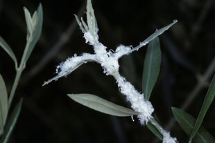 Weißer Flaum auf den Ästen eines Olivenbaums