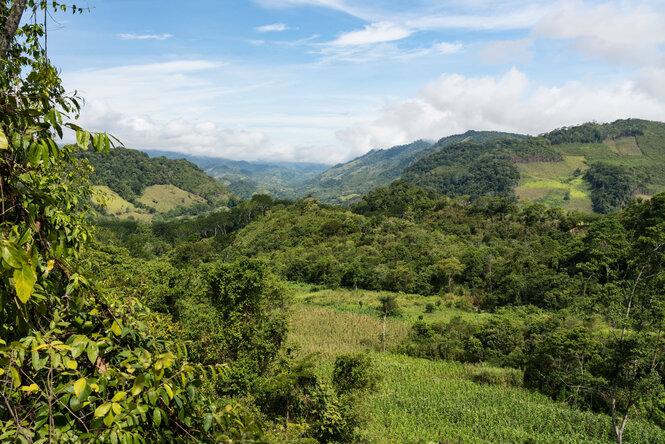 Eine Landschaft voll Regenwald