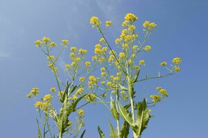 Pflanze mit gelben Blüten