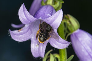 Eine Biene sitzt in der violetten Blüte einer Glockenblume