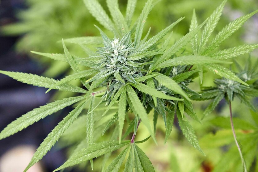 Eine Cannabispflanze in der Nahaufnahme