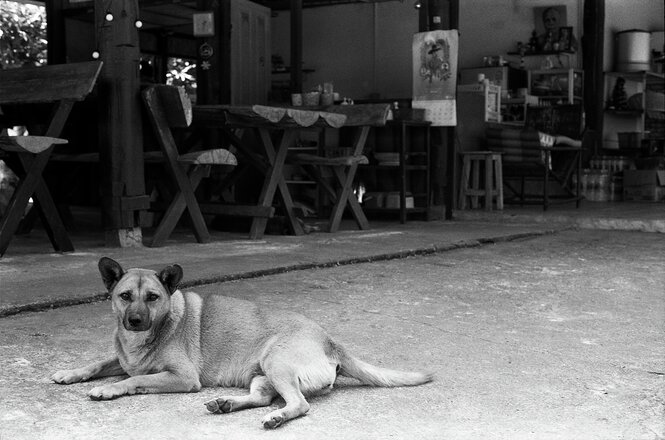 Ein Hund liegt auf der Straße vor einem Restaurant.