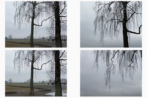 Ein Tableau aus vier Fotos, die kahle Bäume in der Dämmerung zeigen