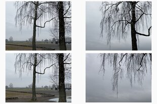 Ein Tableau aus vier Fotos, die kahle Bäume in der Dämmerung zeigen