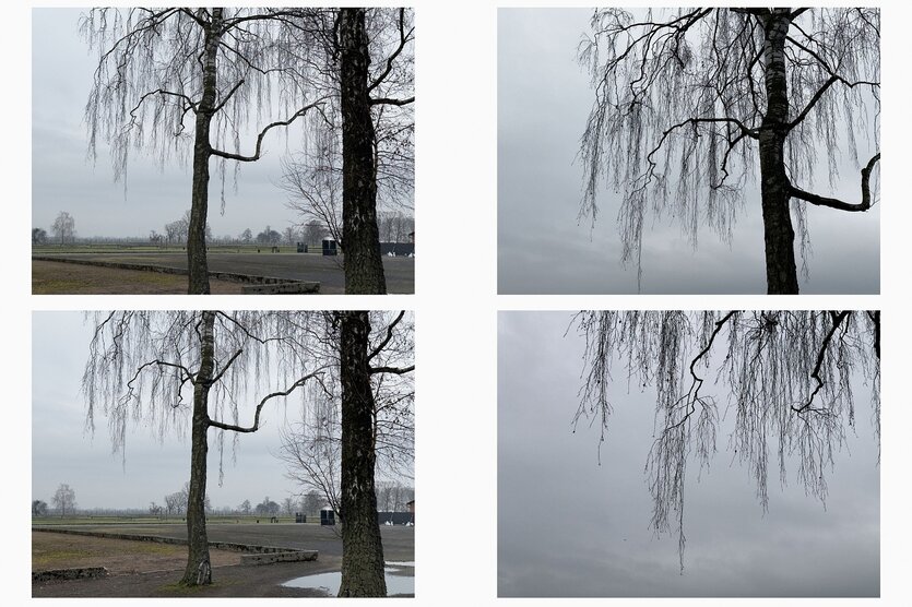 Ein Tableau aus vier Fotos, die kahle Bäume in der Dämmerung zeigen