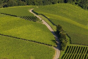 Rebstockreihen aus der Vogelperspektive