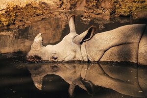 Ein Nashorn ist im Wasser