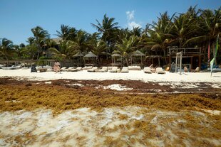 Brauner Algenteppich mit weißem Schaum vor Strandidylle mit Sonnenschirmen