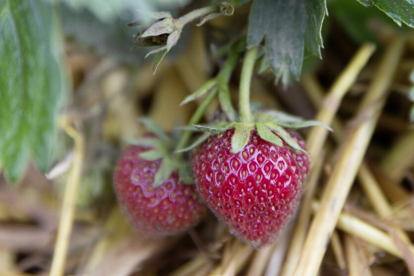 Erdbeeren der Sorte Mieze Schindler.