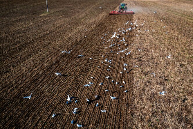 Luftaufnahme mit einer Drohne: Möwen fliegen hinter einem Traktor der eine Egge über einen Acker zieht und die Flächen auf die Aussaat vorbereitet.