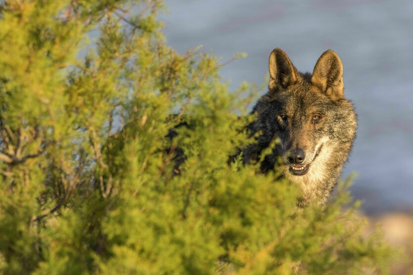 Ein Wolf hinter einem Gebüsch